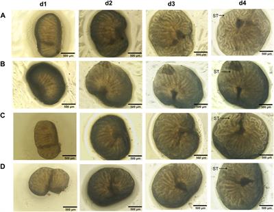 10−7 M genistein partially alleviates 10−7 M MEHP unfavorable effects in a new modified fetal rat testis culture system